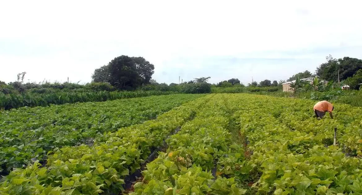 CMN prorroga parcelas de crédito rural a afetados por seca no Nordeste