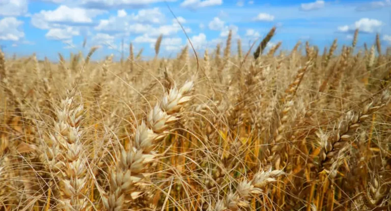 Calor prejudica lavoura de café, soja e arroz, diz especialista