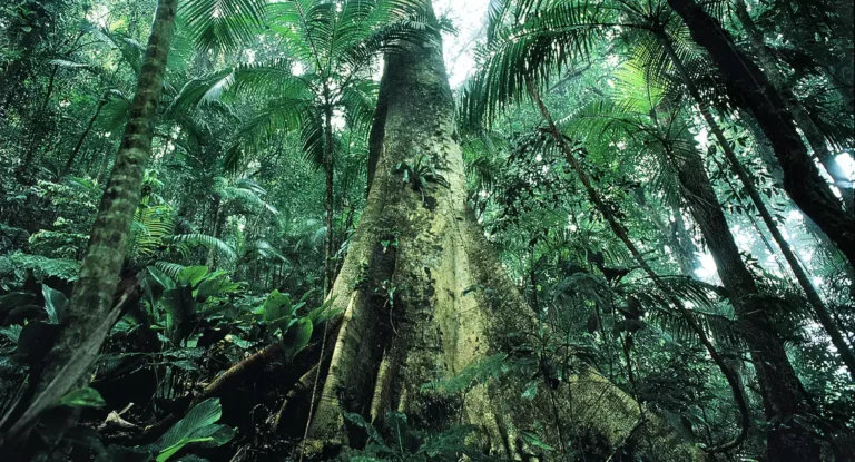 Justiça prolonga uso da Força Nacional em ações de proteção ambiental