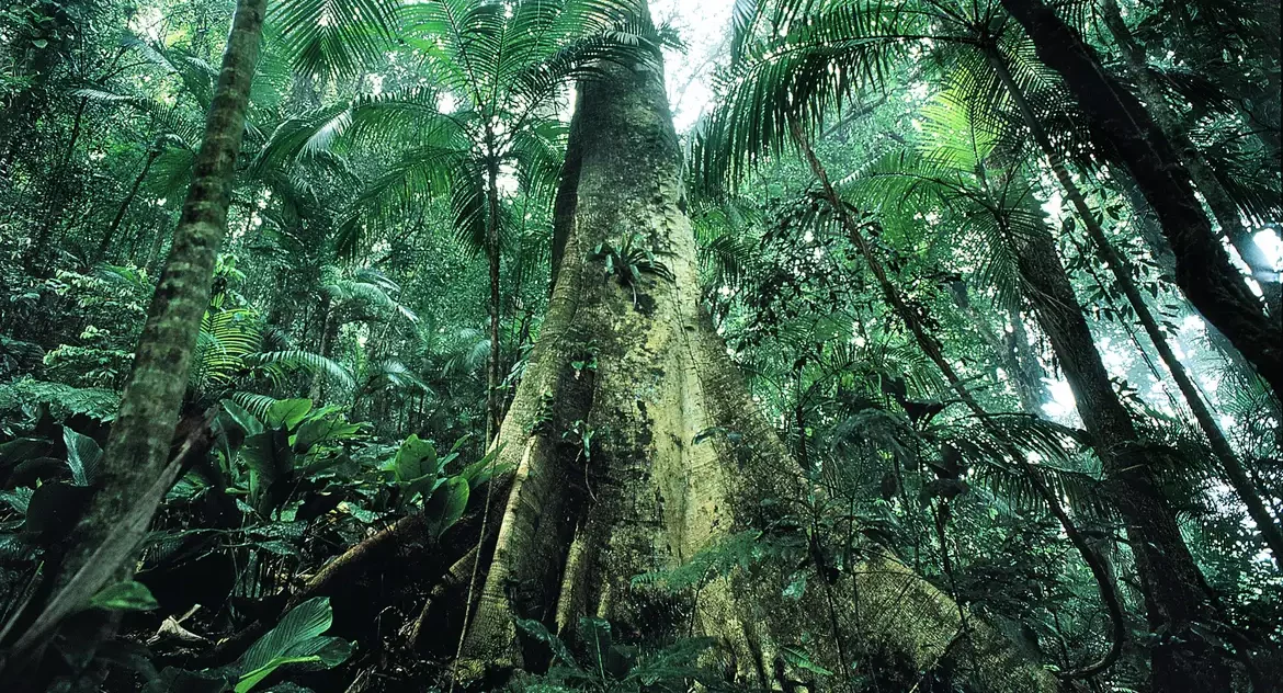 Justiça prolonga uso da Força Nacional em ações de proteção ambiental