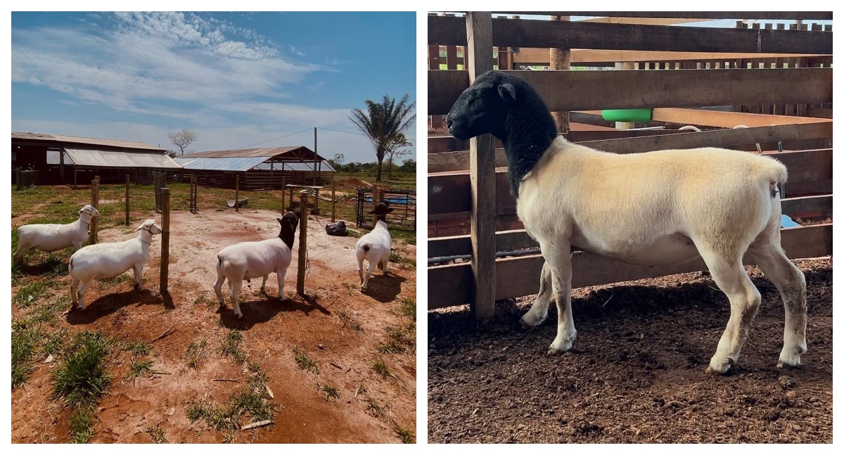 Criadores de ovelhas de Rondônia dão passo histórico e criam circuito de encontros regionais - News Rondônia