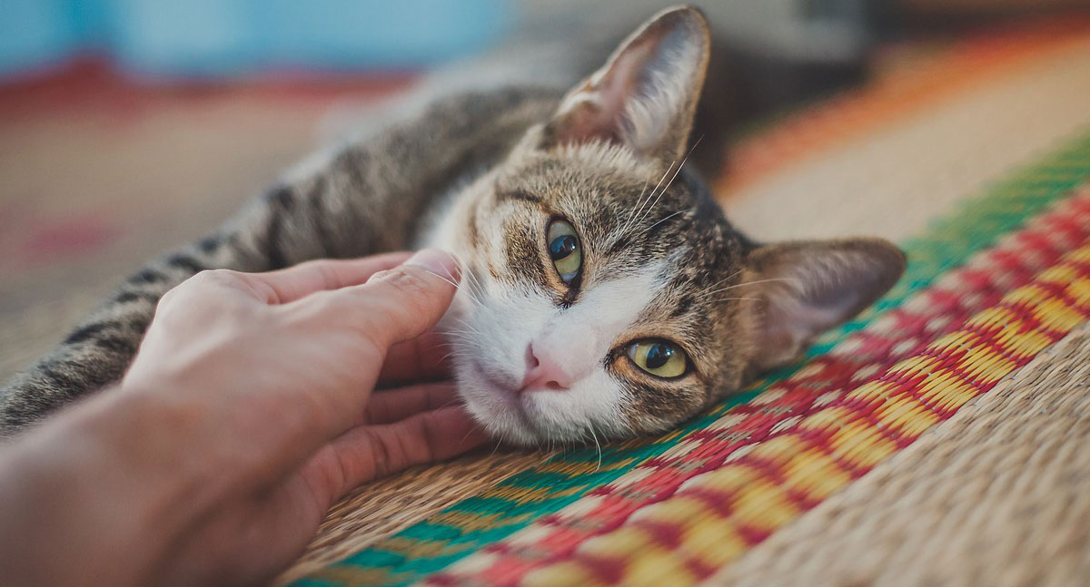Como agir em emergências com pets e evitar complicações - News Rondônia