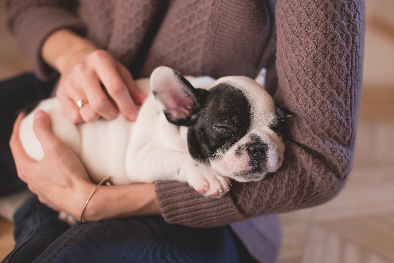 Como agir em emergências com pets e evitar complicações - News Rondônia Como agir em emergências com pets e evitar complicações - News Rondônia