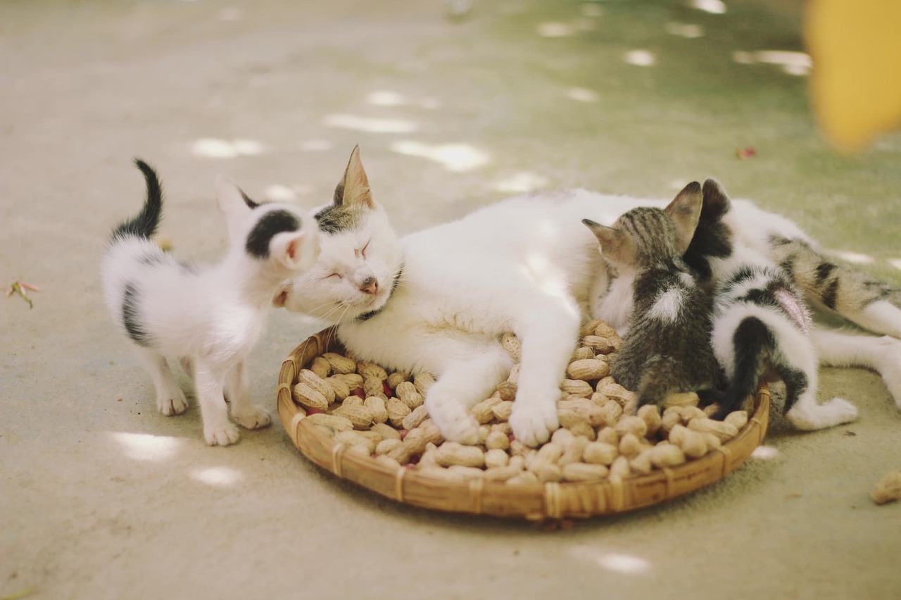 Entre o instinto e a seletividade: os hábitos alimentares dos gatos - News Rondônia Entre o instinto e a seletividade: os hábitos alimentares dos gatos - News Rondônia
