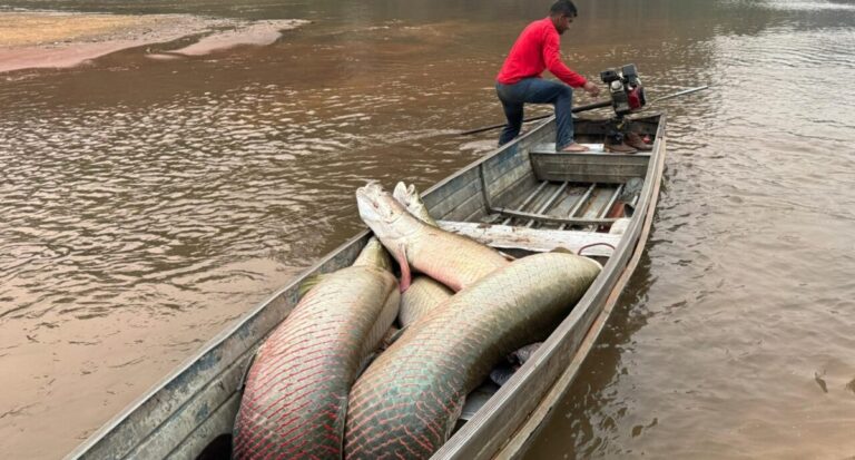 Governo de RO promove parcerias para fortalecer ações do manejo do Pirarucu na Resex Rio Cautário - News Rondônia