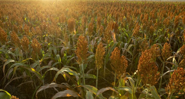Sorgo igrowth é opção rentável para a cobertura de solo na reforma do canavial - News Rondônia