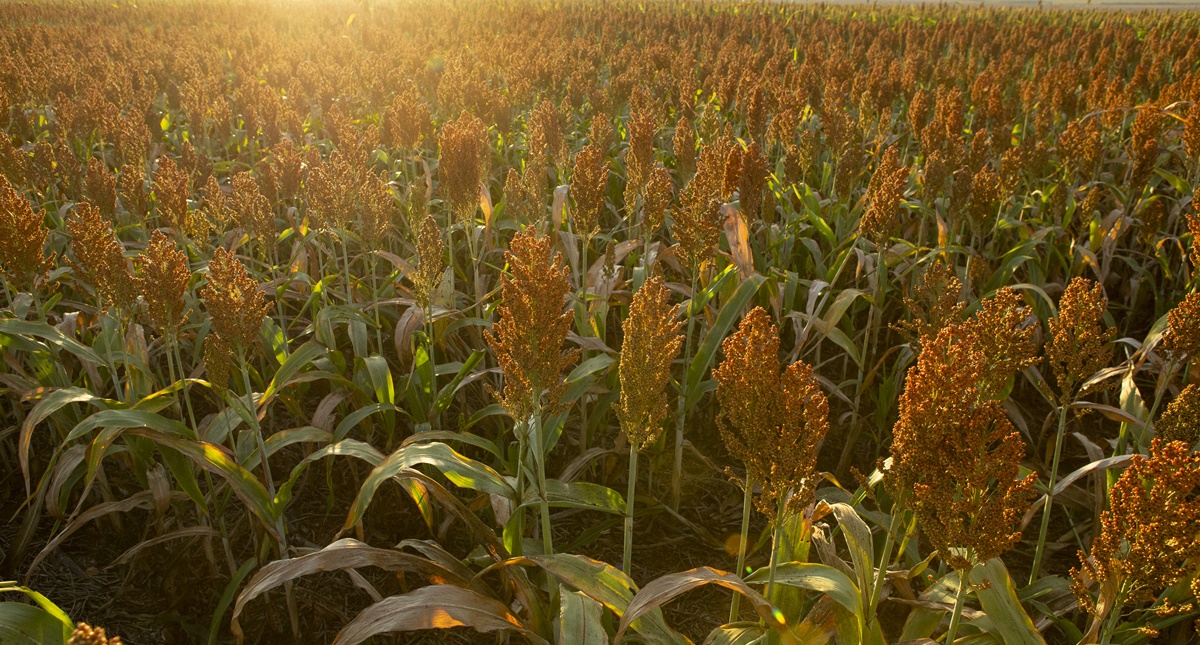 Sorgo igrowth é opção rentável para a cobertura de solo na reforma do canavial - News Rondônia