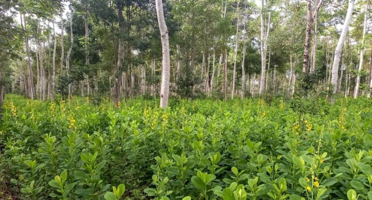 Prefeitura e Organização dos Seringueiros fecham parceria para restaurar vegetação nativa na Reserva Extrativista de Jaci-Paraná - News Rondônia