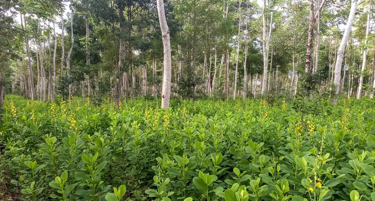 Prefeitura e Organização dos Seringueiros fecham parceria para restaurar vegetação nativa na Reserva Extrativista de Jaci-Paraná - News Rondônia