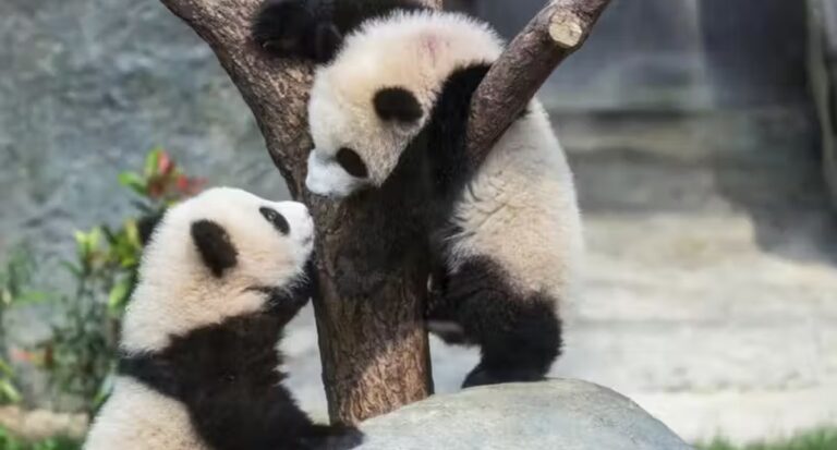 Veja os pandas gêmeos que nasceram em parque e viraram queridinhos dos visitantes - News Rondônia