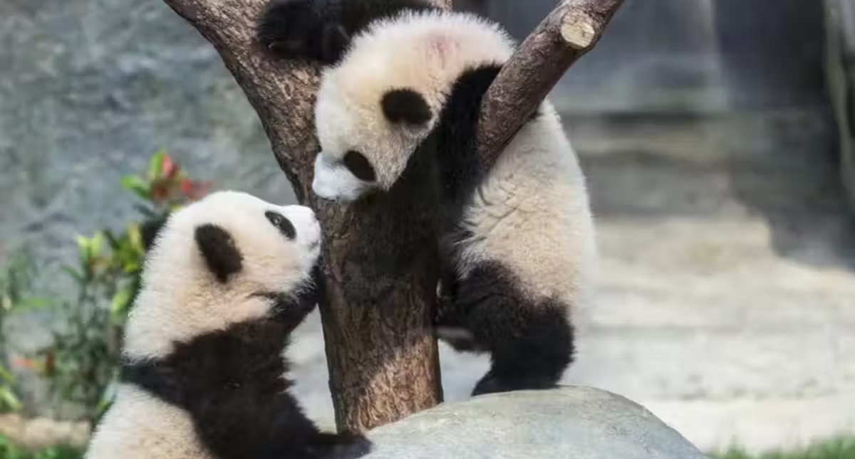 Veja os pandas gêmeos que nasceram em parque e viraram queridinhos dos visitantes - News Rondônia