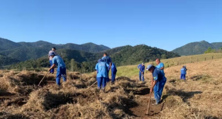 Detentos plantam árvores para ajudar na recuperação deles e da natureza - News Rondônia