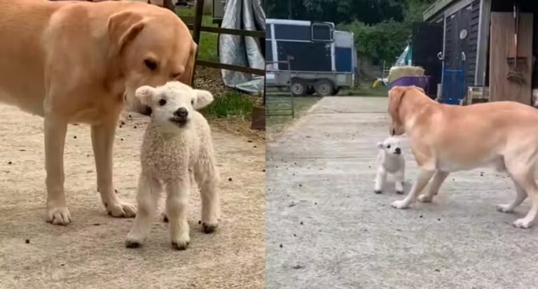 Labrador adota ovelha órfã prematura; mãe morreu no parto; vídeo - News Rondônia