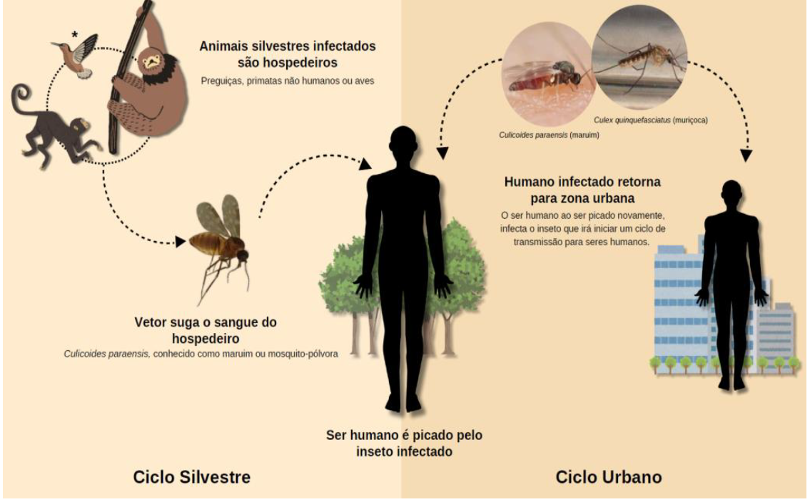 Rondônia, Acre e Amazonas lideraram infecções por Oropouche em 2024 - News Rondônia