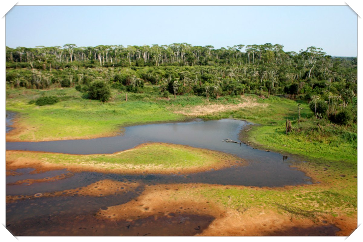 Sem solução, búfalos da Fazenda Pau D'Óleo se propagam, voltando a ameaçar o Vale do Guaporé - News Rondônia