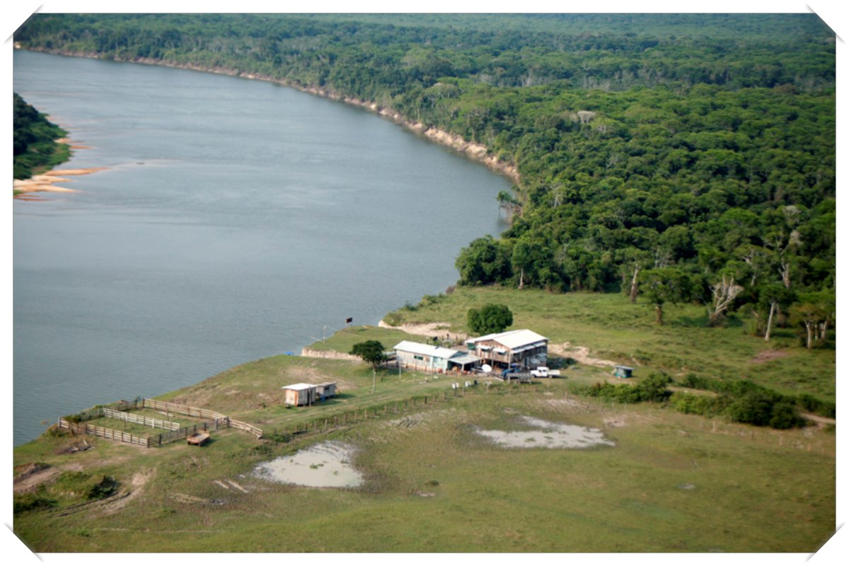 Sem solução, búfalos da Fazenda Pau D'Óleo se propagam, voltando a ameaçar o Vale do Guaporé - News Rondônia