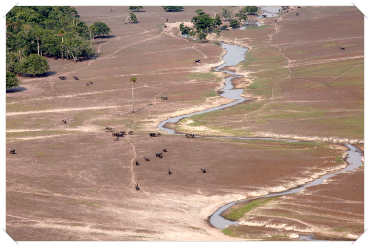 Sem solução, búfalos da Fazenda Pau D'Óleo se propagam, voltando a ameaçar o Vale do Guaporé - News Rondônia