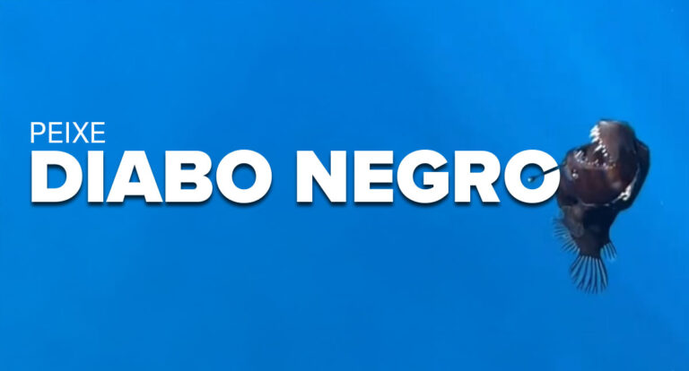 Avistamento Histórico: Peixe "Diabo Negro" é visto à luz do dia pela primeira vez na costa de Tenerife - News Rondônia