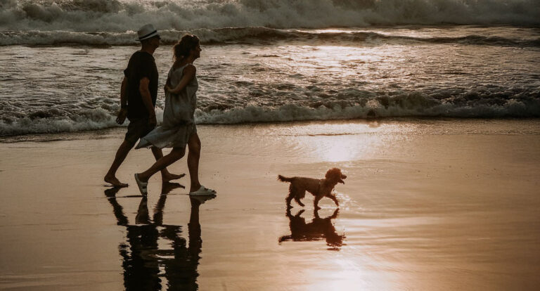 Cuidados com pets no verão: prevenção contra viroses - News Rondônia