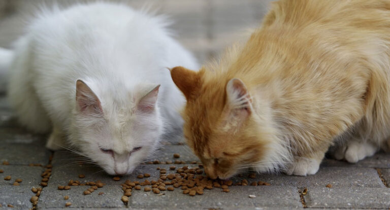 Entre o instinto e a seletividade: os hábitos alimentares dos gatos - News Rondônia