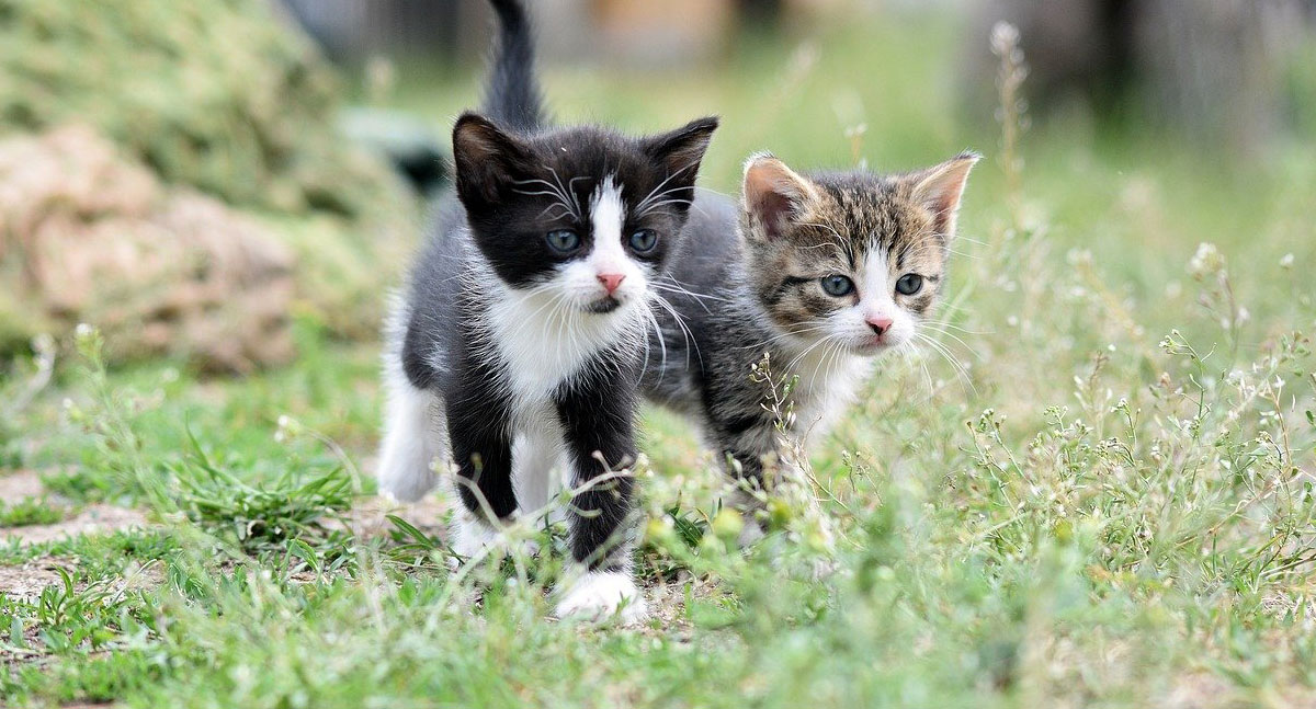 Adoção de pets: compromisso e responsabilidade - News Rondônia