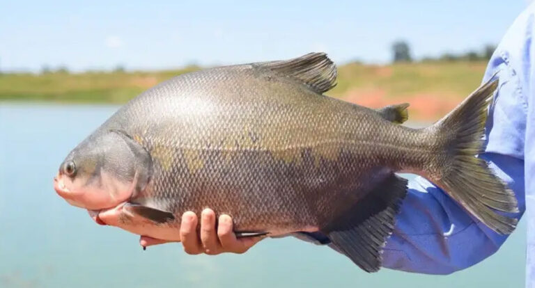 Com aceitação de certificado da Bolívia, Rondônia pode abrir exportação de gorduras de peixes - News Rondônia