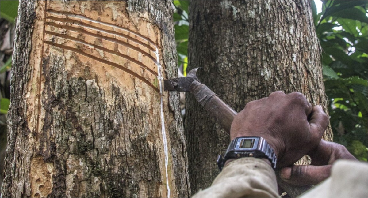 Governo de Rondônia Apoia Produtores de Látex com Equipamentos e Materiais - News Rondônia