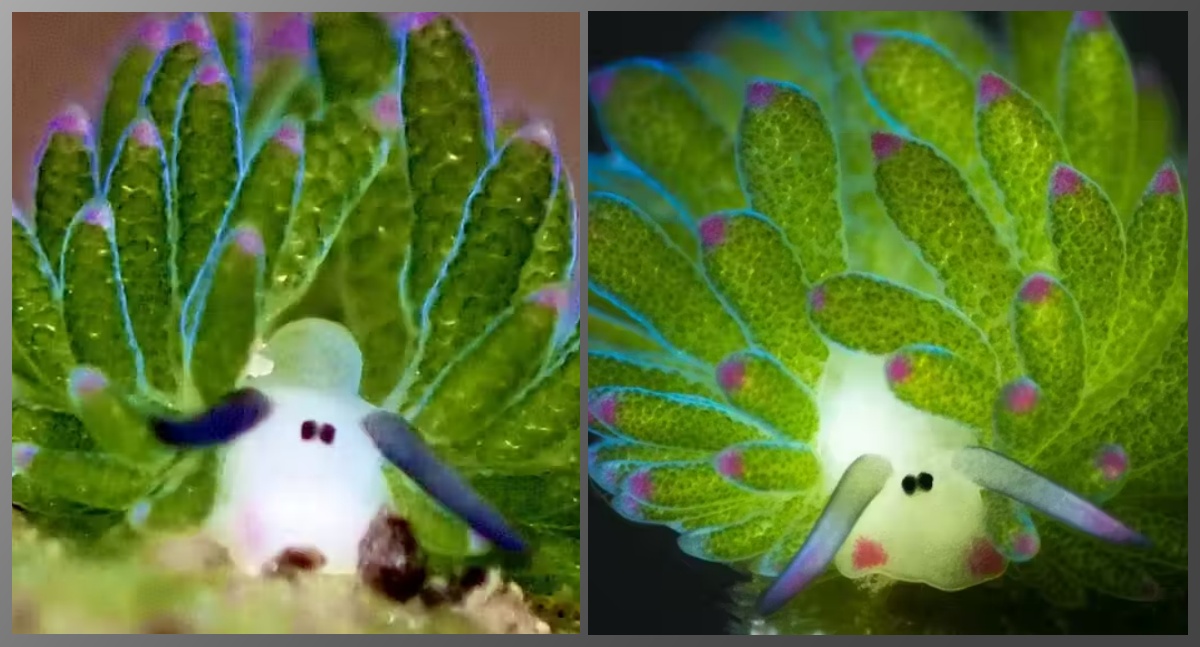 Mergulhador fotografa a criatura marinha mais fofa; parece desenho animado