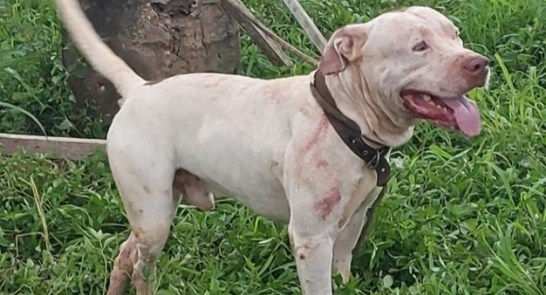 Homem sofre grave ferimento após ser atacado por pitbull, em Rolim de Moura