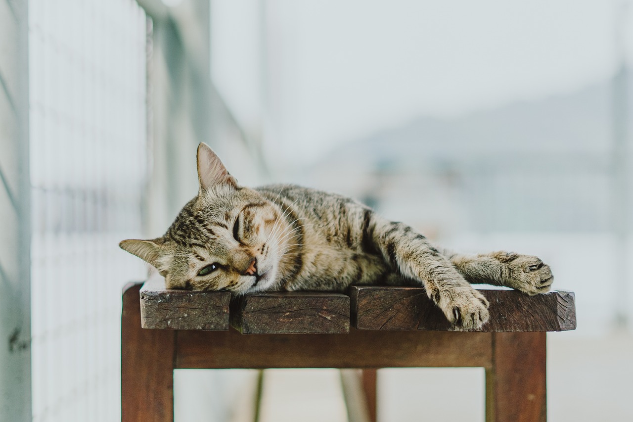 Gatos conquistam espaço nos lares brasileiros - News Rondônia