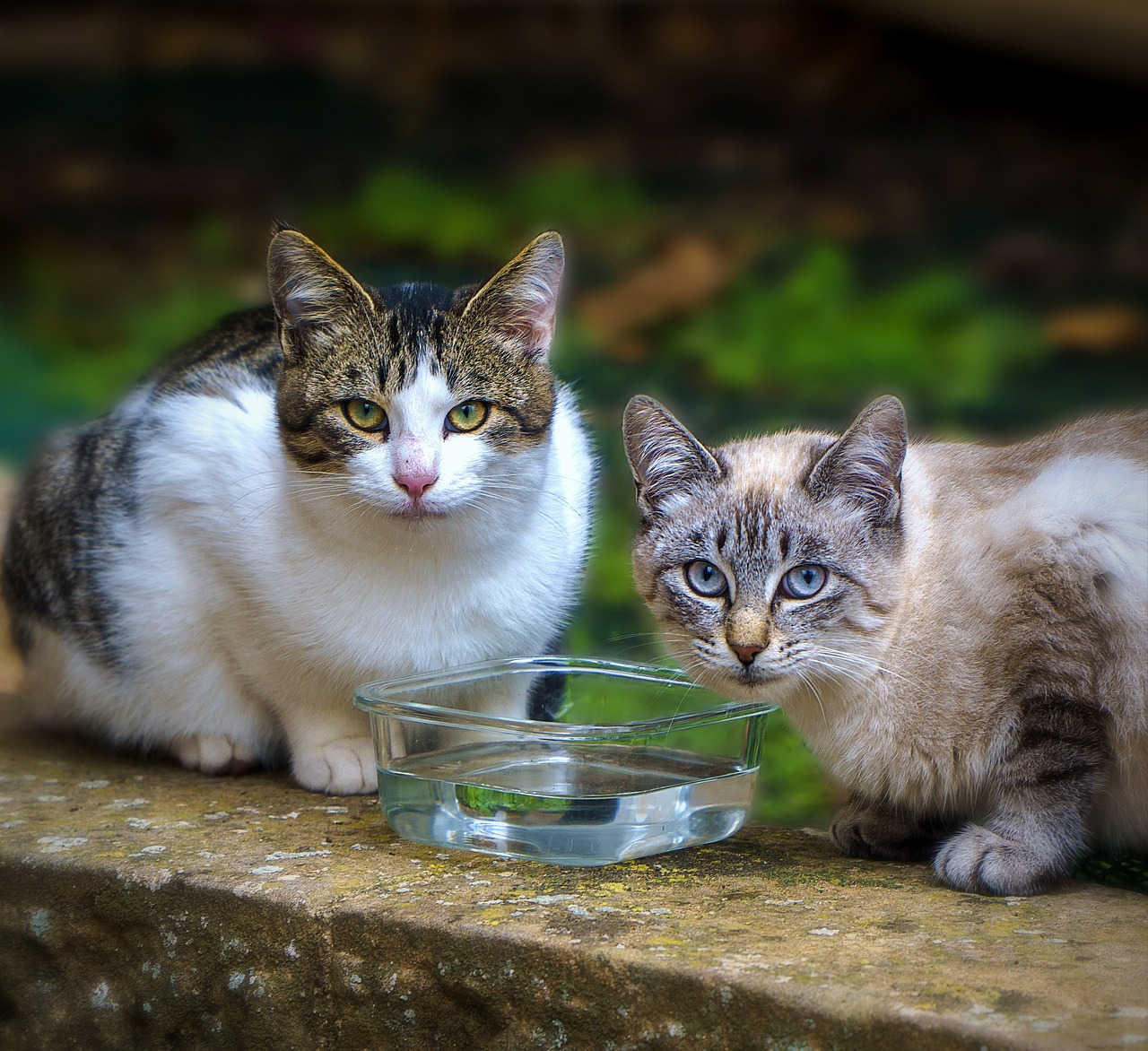 Gatos conquistam espaço nos lares brasileiros - News Rondônia