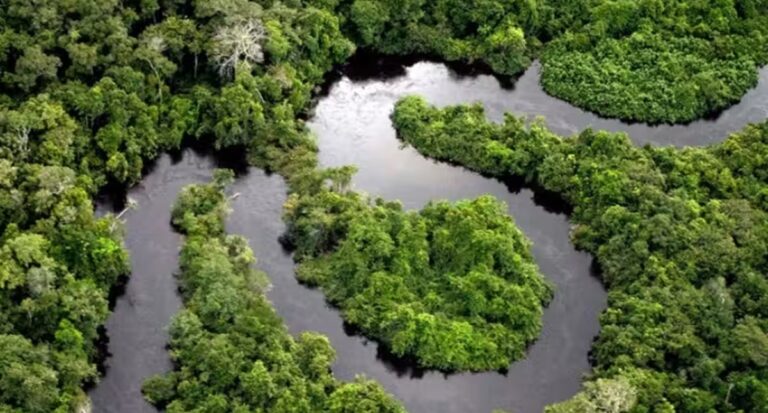 Microsoft vai pagar US$ 200 milhões para reflorestar a região Amazônica - News Rondônia