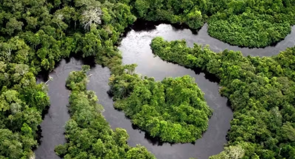 Microsoft vai pagar US$ 200 milhões para reflorestar a região Amazônica - News Rondônia