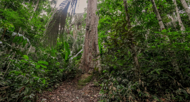 Monitoramento de áreas verdes urbanas é reforçado para preservação e sustentabilidade do meio ambiente - News Rondônia