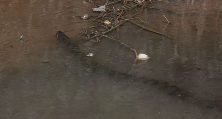 Prefeitura de Porto Velho destaca riscos à saúde e medidas preventivas contra doenças causadas por alagações - News Rondônia