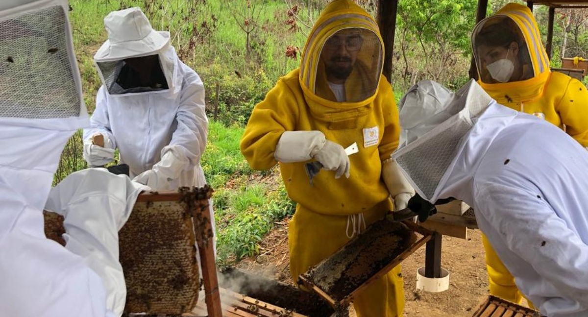 Governo de RO abre cadastro de apicultores e meliponicultores para fortalecer programa sanitário