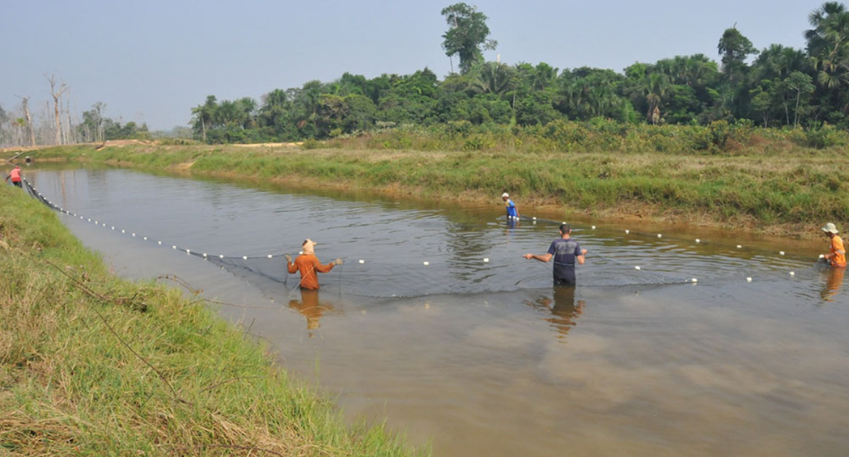 Estudo aponta alternativas para o desenvolvimento da aquicultura sustentável na Amazônia, com foco em Rondônia