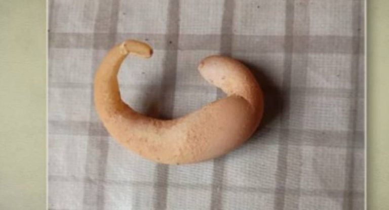 Galinha põe ovo em formato de meia-lua