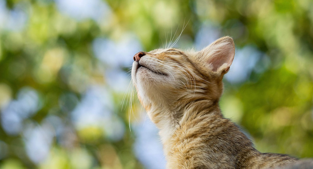 Gatos conquistam espaço nos lares brasileiros - News Rondônia