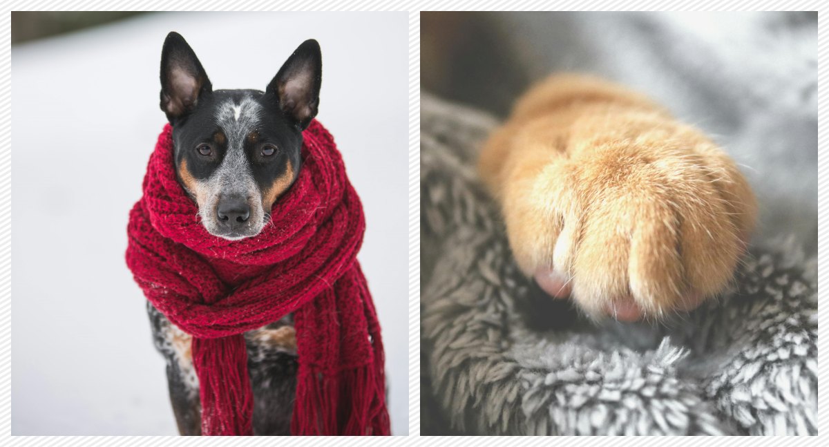 Como proteger os pets das baixas temperaturas do inverno - News Rondônia