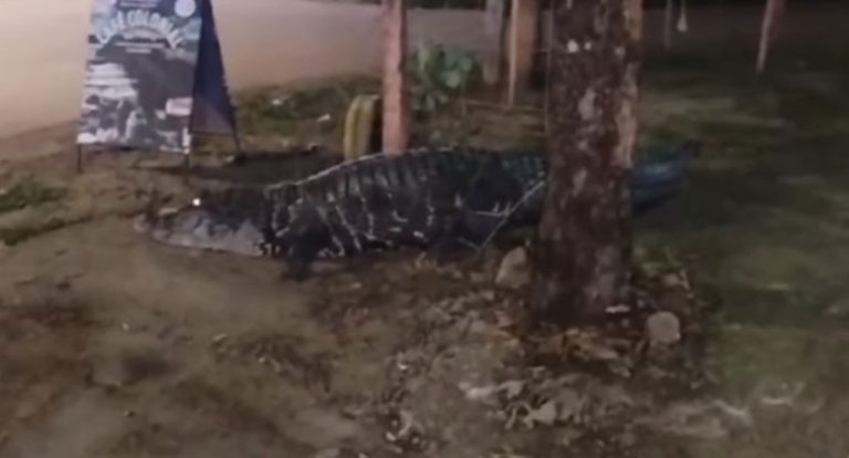 Jacaré gigante surpreende moradores ao circular por calçada próxima à ponte do Rio Madeira - News Rondônia