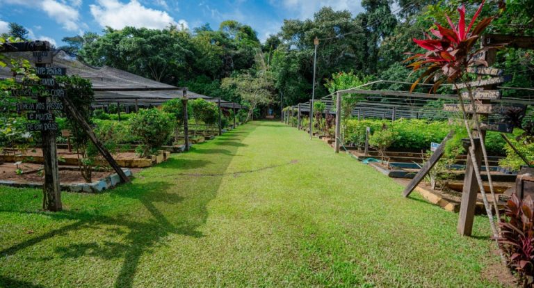 Prefeitura incentiva arborização em Porto Velho - News Rondônia