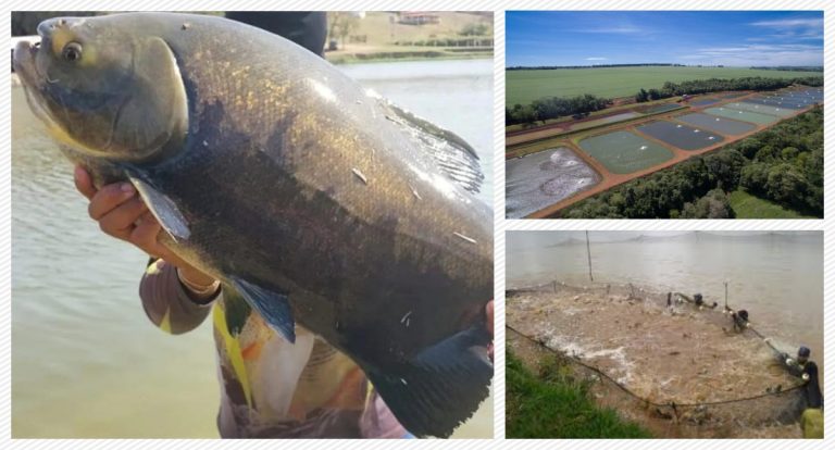 Tecnologia e Sustentabilidade na Piscicultura: Destaques do Festival de Peixes - News Rondônia