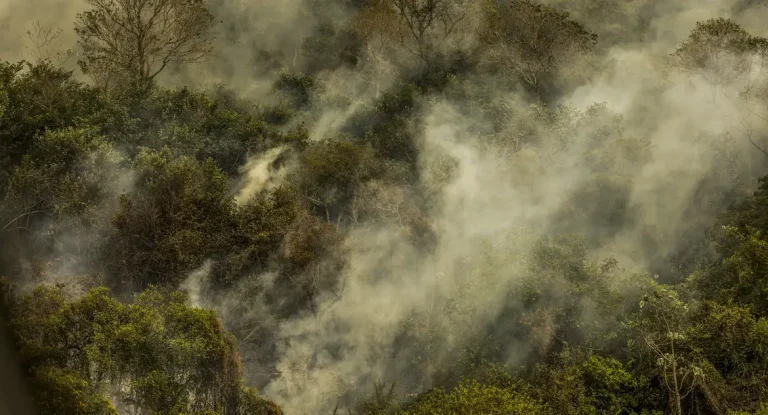 Relatório alerta para risco de extinção em massa se aquecimento global atingir 3 °C