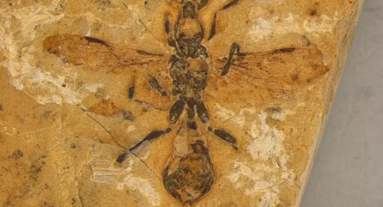 Cientistas descobrem no Brasil fóssil da formiga mais antiga já registrada, de 113 milhões de anos