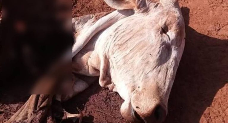 Carne de gado abatido é furtada em propriedade rural