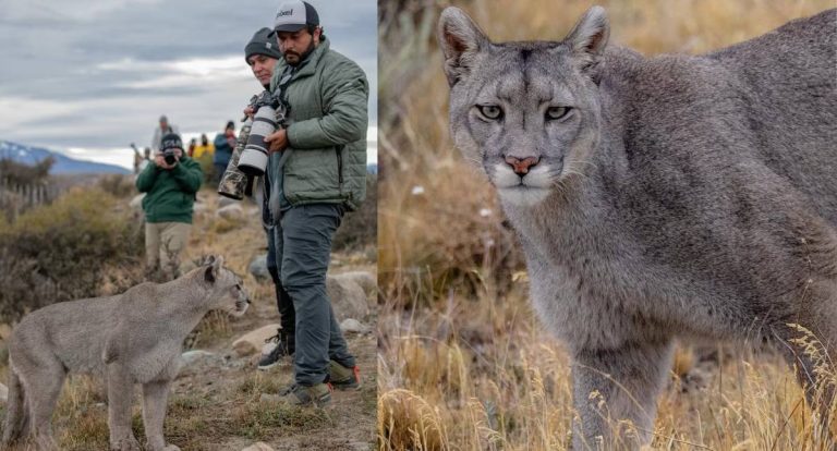Fotógrafo Brasileiro fica de frente com puma e fotografia impressiona