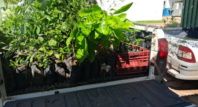 Sema faz distribuição gratuita de mudas de plantas no Hospital Cemetron, em Porto Velho - News Rondônia