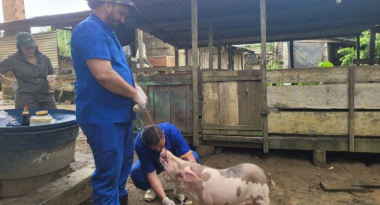 Ações de vigilância garantem que Rondônia mantenha status sanitário livre de Peste Suína Clássica