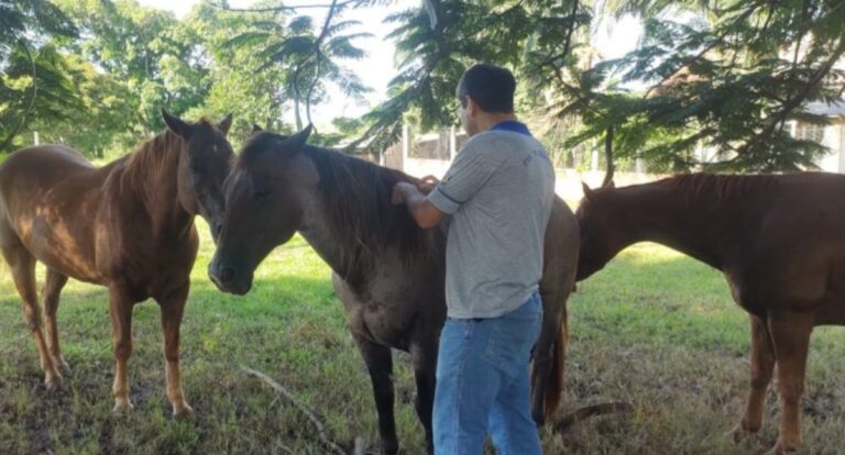 Após foco em Candeias do Jamari, reforçam medidas de controle e prevenção da raiva animal